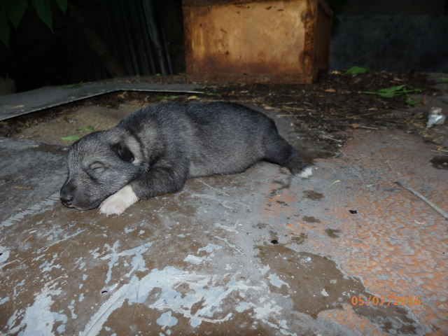 Сука 1 Мара - Варнак (3).JPG