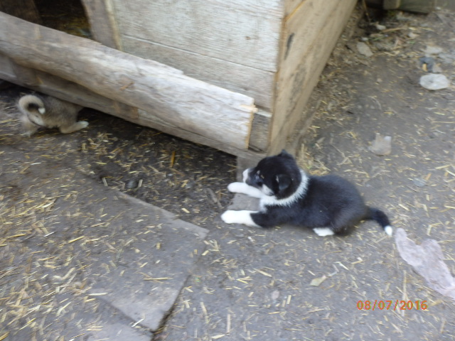 Сука Яшмы (1).JPG