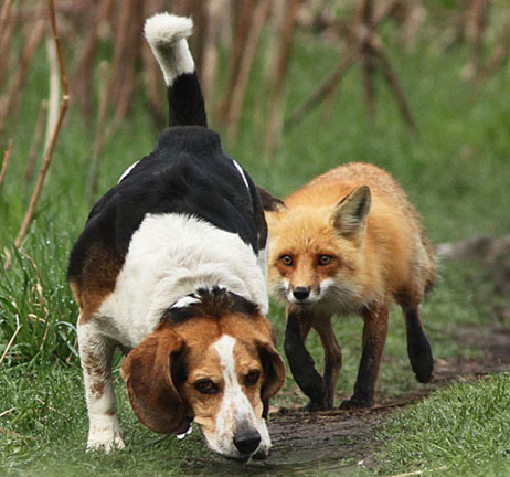 dog-fox.png