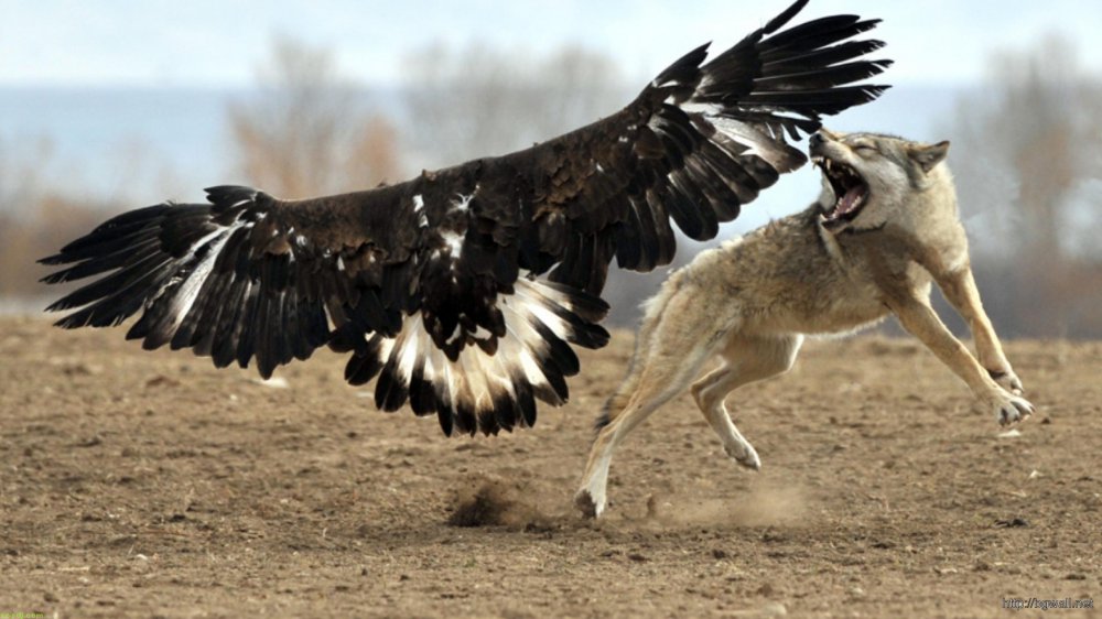 11111eagle-vs-wolf-animals-wallpaper.jpg