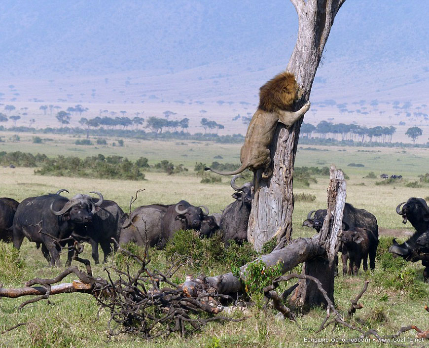 1433880750_lion-on-tree-escape-buffalo-1.jpg