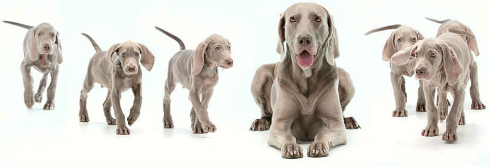 веймаранер 13.jpg