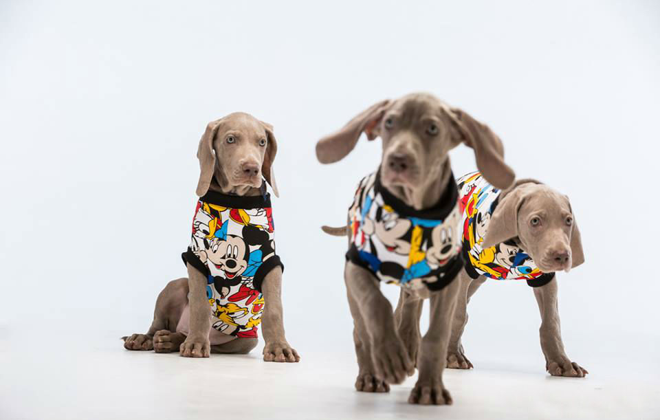 веймаранер 2.jpg