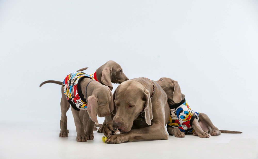 веймаранер 9.jpg