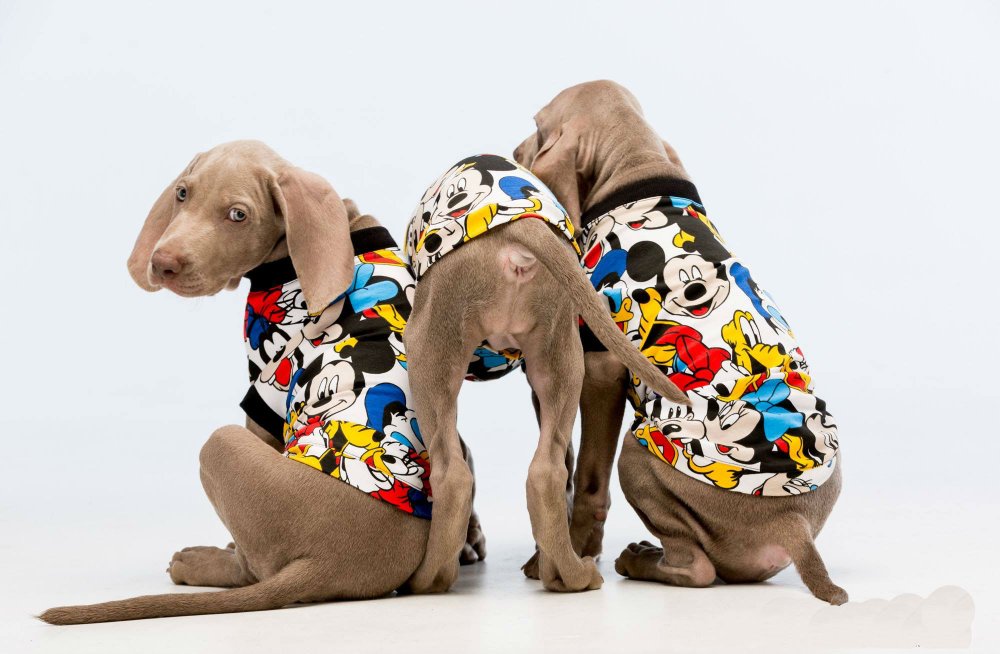 веймаранер 8.jpg