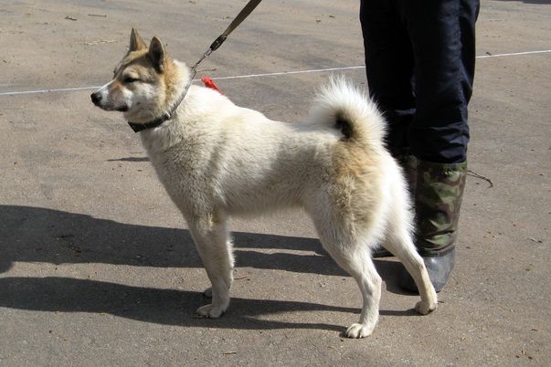 х-чингизIMG_07989330 hingiz.jpg