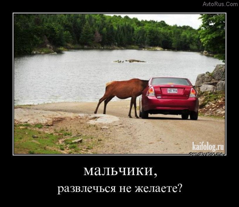 Демотиватор-авто-лось-и-авто.jpg