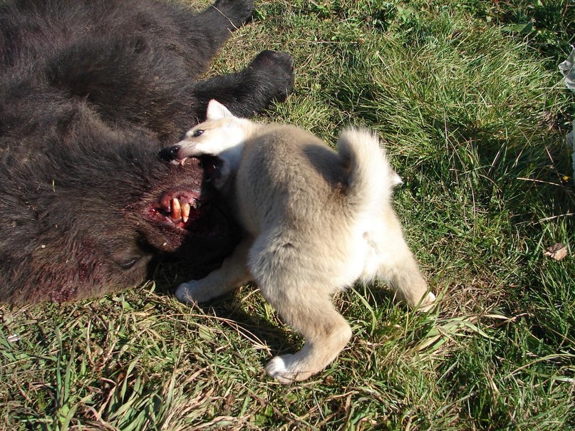 VK_Saved_Photo_ 636133220631913394.jpg