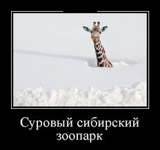 Без названия.jpg