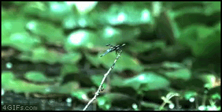 C__Data_Users_DefApps_AppData_INTERNETEXPLORER_Temp_Saved Images_frogfail.gif