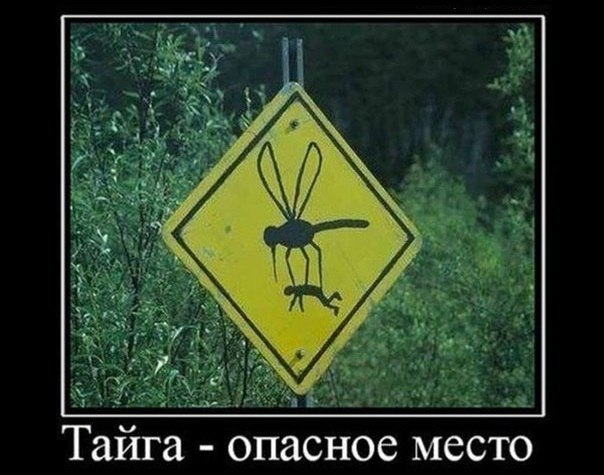 VK_Saved_Photo_ 636147170474250553.jpg