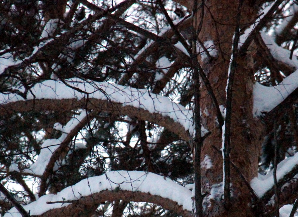 IMG_3068-1.jpg