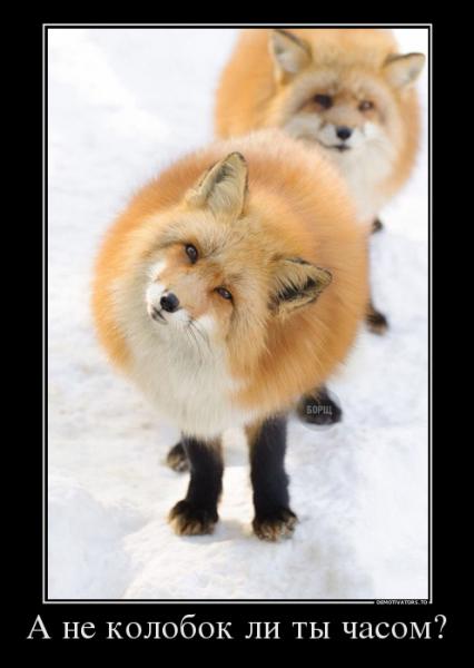 колоб.jpg
