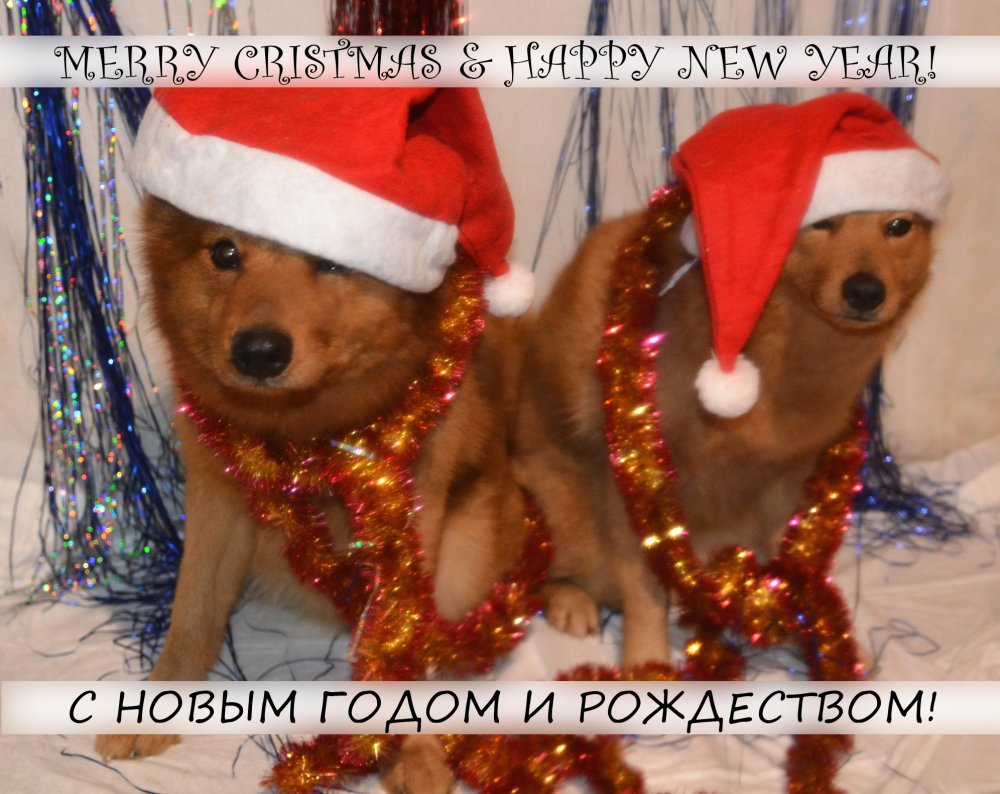 happy_new_year.jpg
