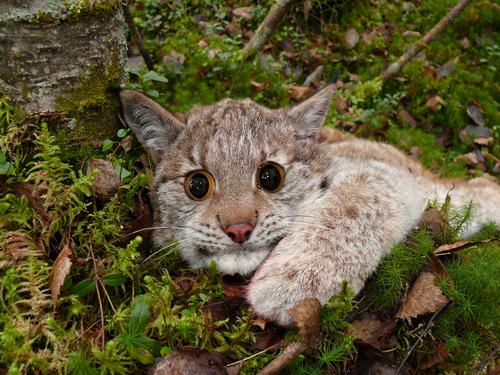 C__Data_Users_DefApps_AppData_INTERNETEXPLORER_Temp_Saved Images__F0_FB_F1_E5_ED_EE_EA.jpg