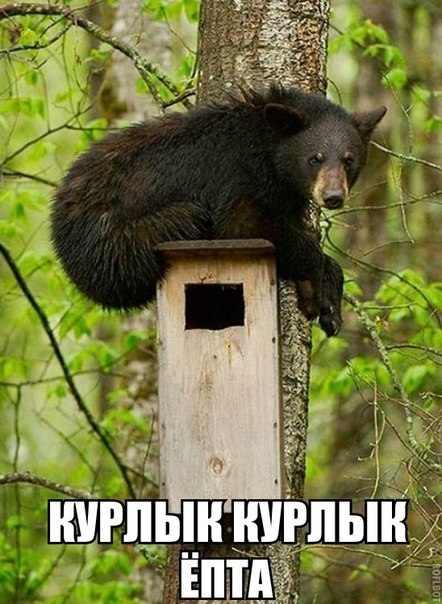 VK_Saved_Photo_ 636201471072271393.jpg