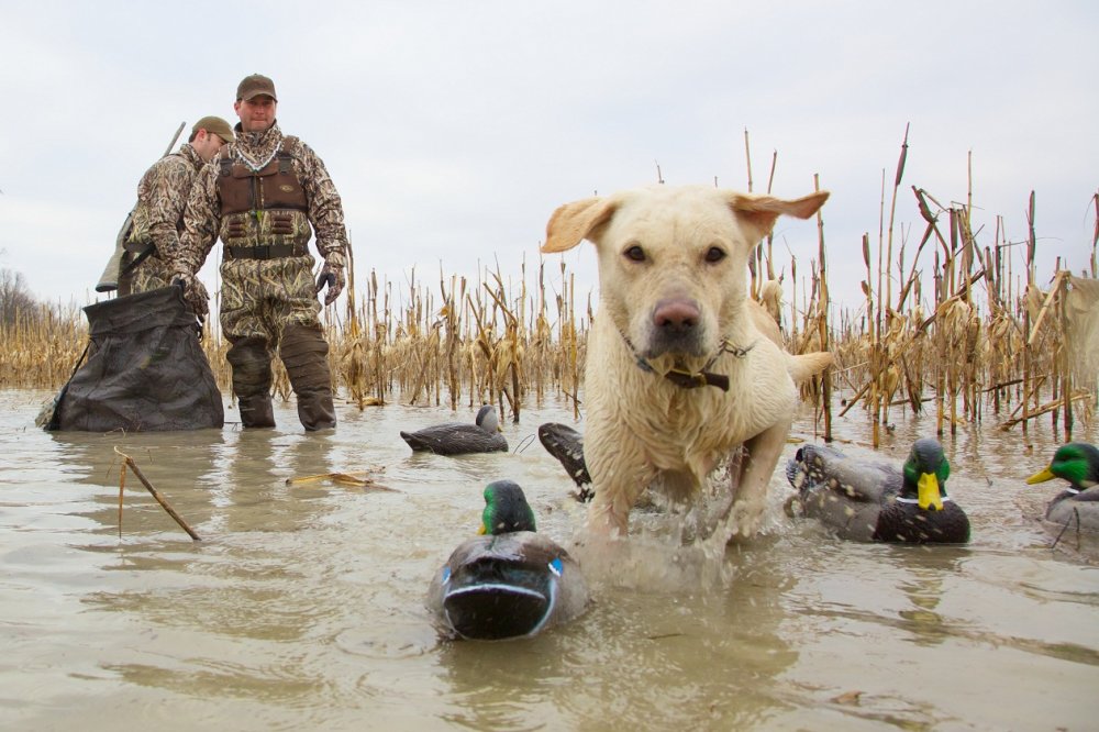 Охота-на-пернатых-2.jpg