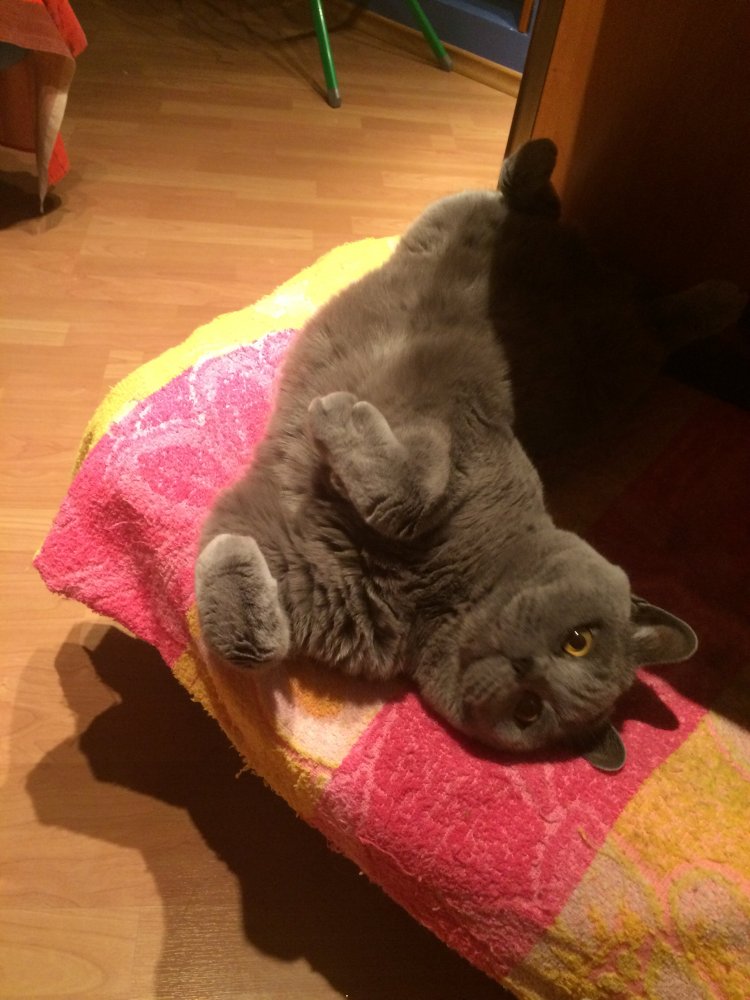 кот.jpg