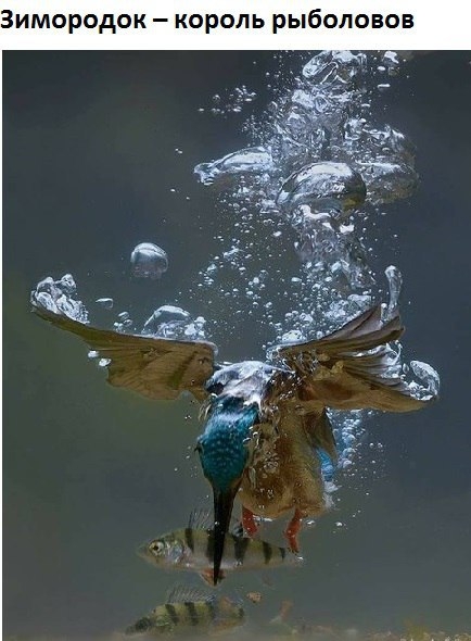 VK_Saved_Photo_ 636207983296849072.jpg