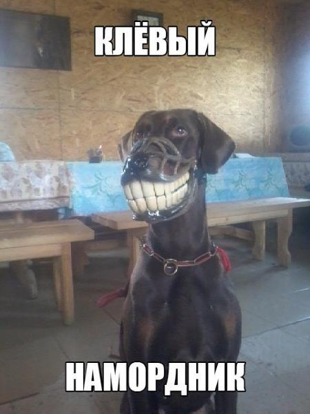 намордник.jpg
