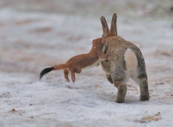 VK_Saved_Photo_ 636210639930030109.jpg