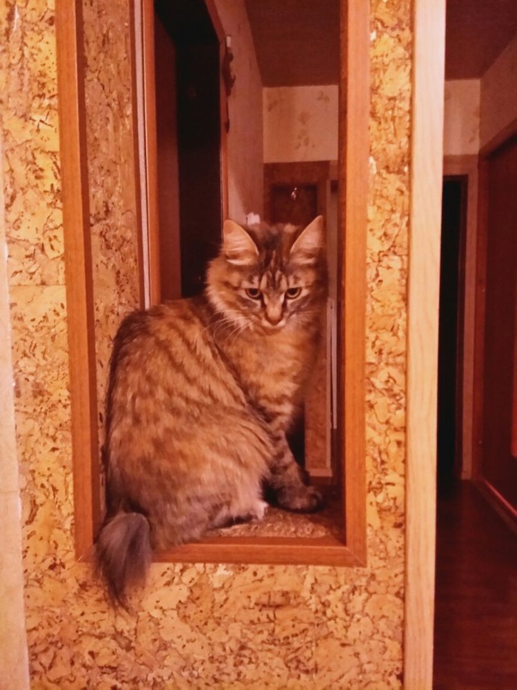 Котейка.jpg