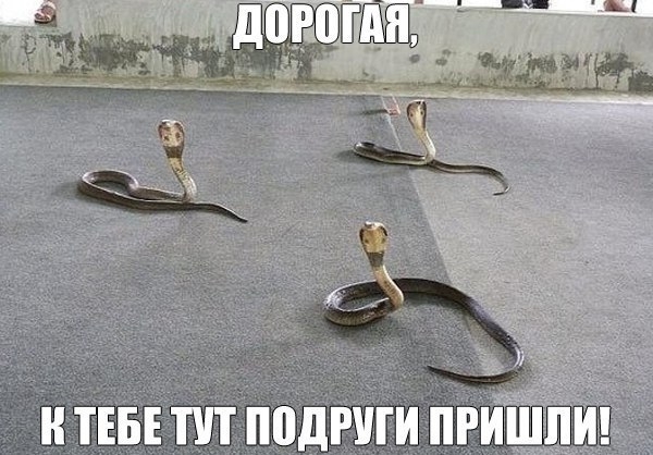 VK_Saved_Photo_ 636217247295132213.jpg