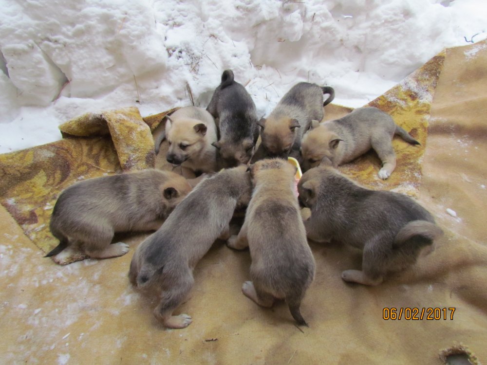 щенки линда.JPG