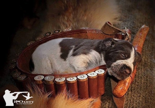 VK_Saved_Photo_ 636219137453454419.jpg