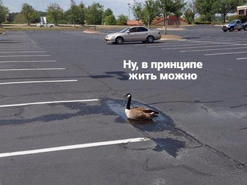 VK_Saved_Photo_ 636225706605841553.jpg