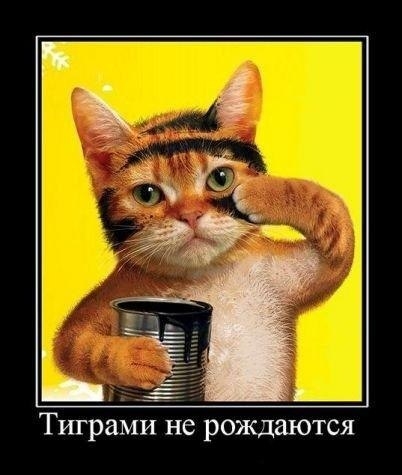 VK_Saved_Photo_ 636225944057960564.jpg
