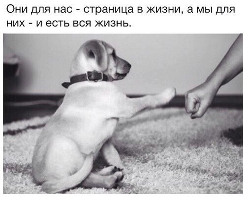 VK_Saved_Photo_ 636229112314694216.jpg