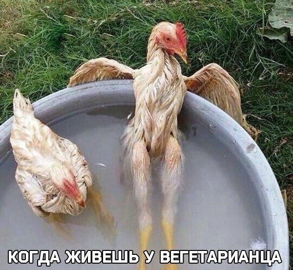 VK_Saved_Photo_ 636231950083452468.jpg
