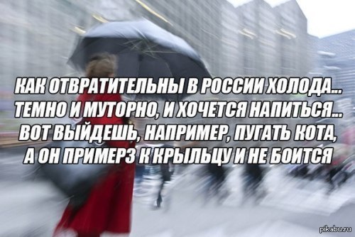 кот.jpg