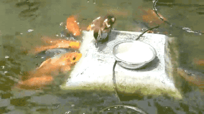 корм.gif