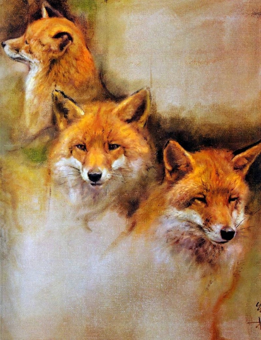 лисы.jpg