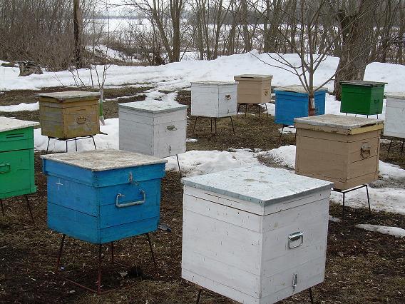 после зимы-1.JPG