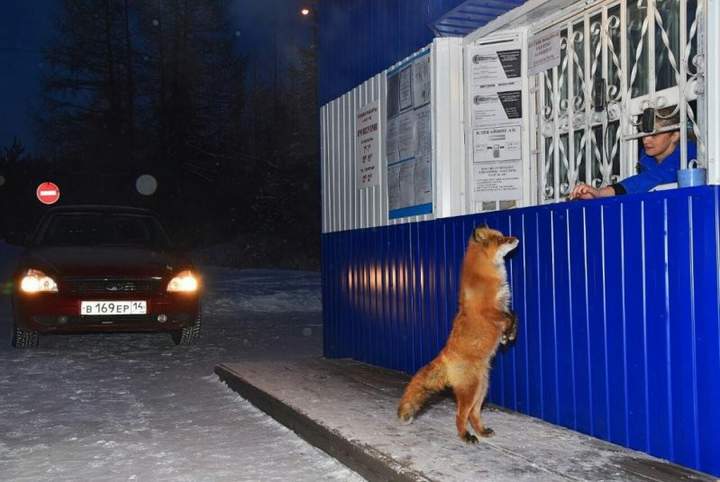 - Девушка, мне пару колобков и зайца! Шоколадного!.jpg