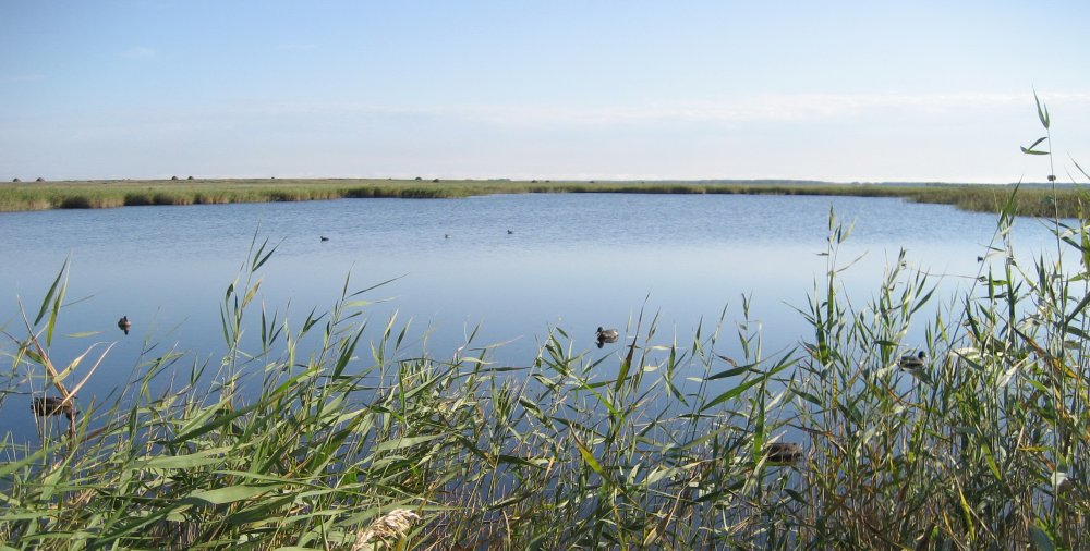 Вид из скрадка1_2.jpg