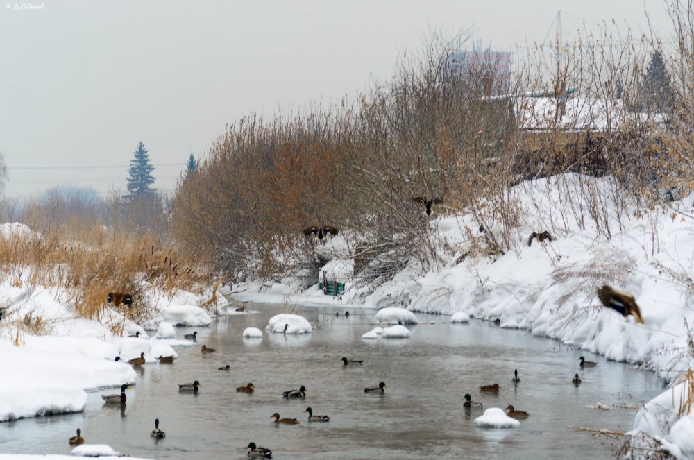 тула утки.jpg