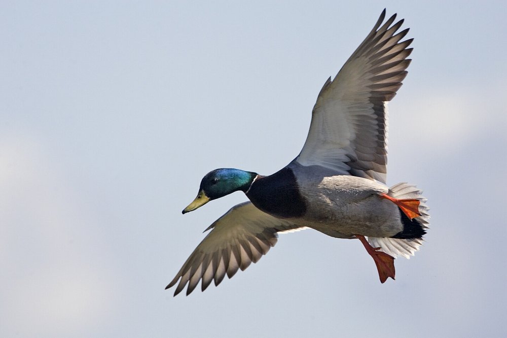 Male_mallard_flight03_-_natures_pics.jpg