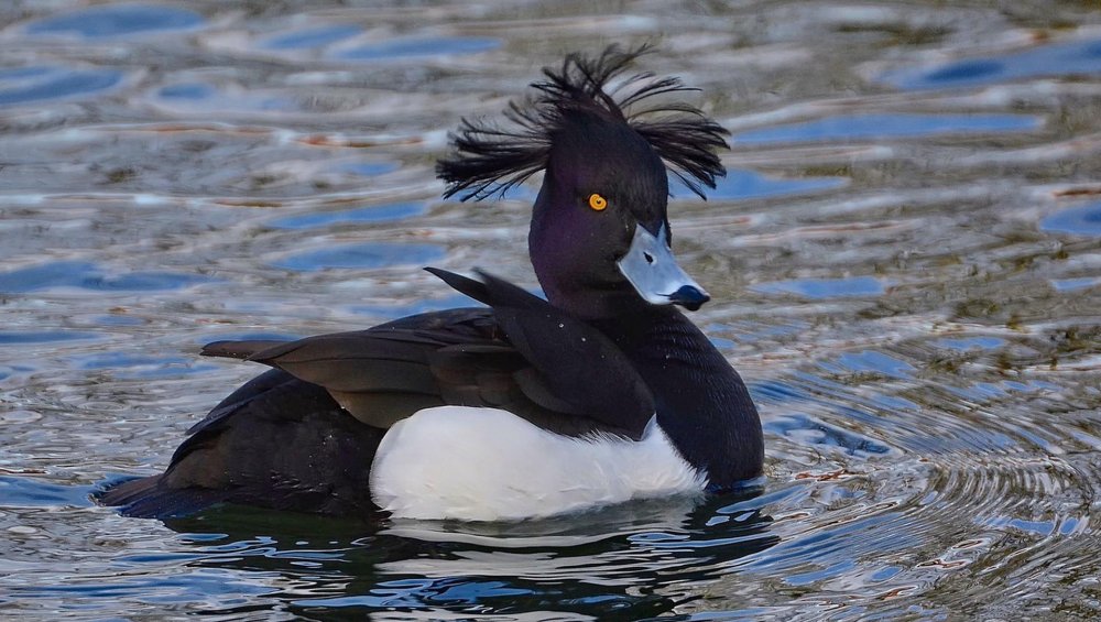 tufted_duck_ducks_animals_bird-185541.jpg