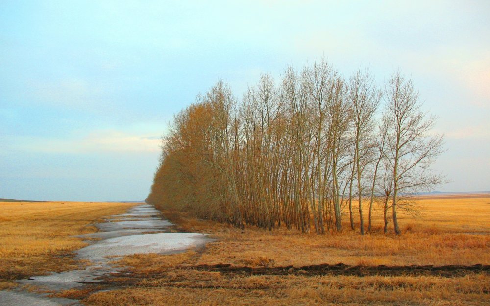Nature___Seasons___Spring__Melting_snow_in_a_field_069321_.jpg