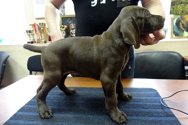 агат DSC09036.JPG