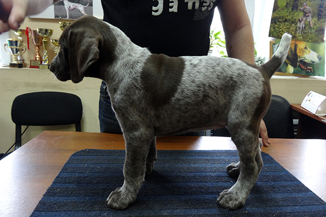 адель DSC09063.JPG