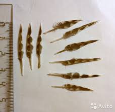 загруженное (2).jpg