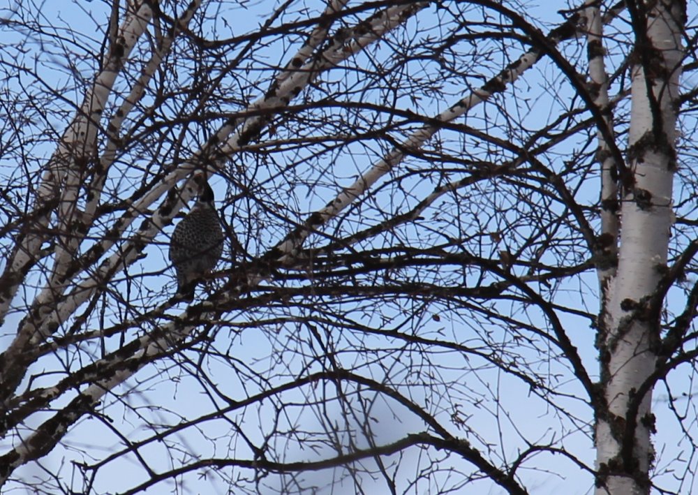 IMG_3419 - маленький.jpg