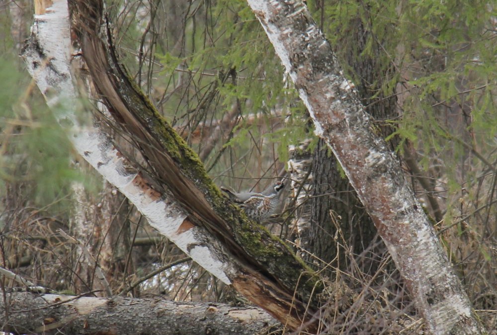 IMG_3464 - мал.jpg