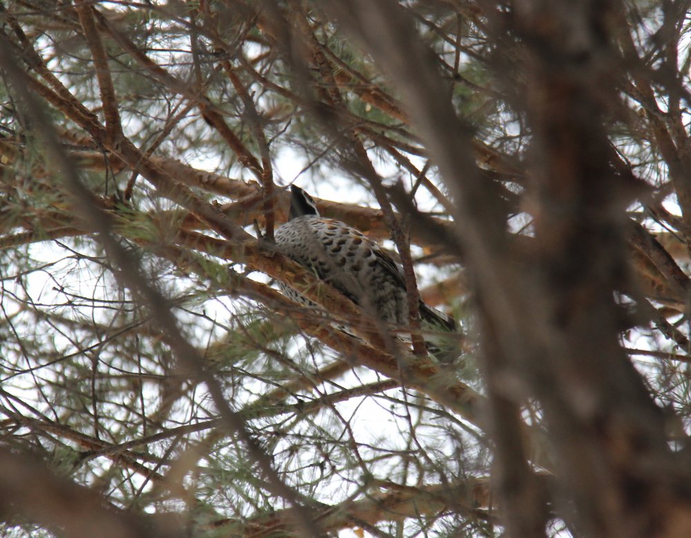 IMG_3491 - мал.jpg