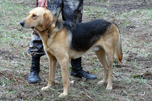 Рыдай Шац И.В..JPG
